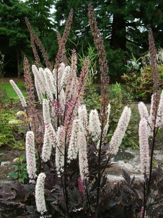 baneberry 'Pink Spike'