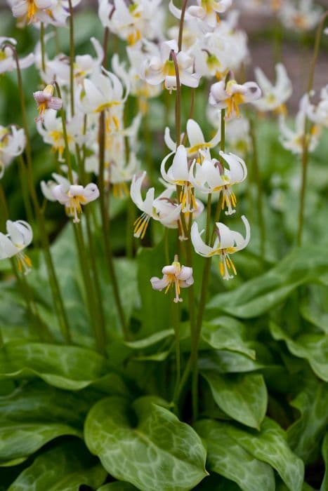 fawn lily 'Apple Blossom'