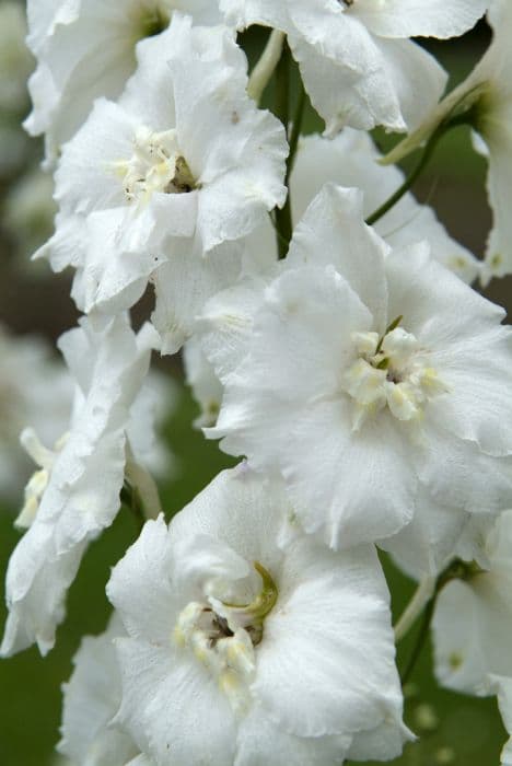 delphinium 'Elisabeth Sahin'