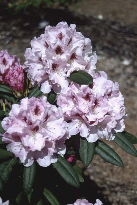 rhododendron 'Flanagan's Daughter'