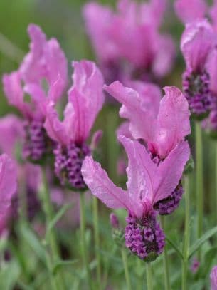 Lavender Fairy Wings Pink