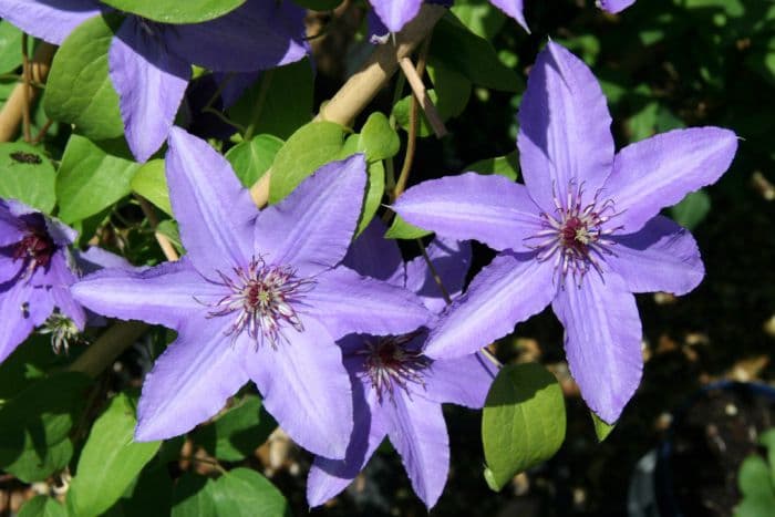 clematis [Parisienne]