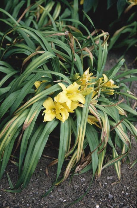 daylily 'Eenie Weenie'