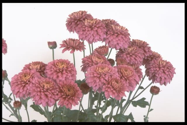 Chrysanthemum 'Payton Dale'