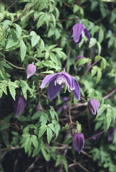 clematis 'Frances Rivis'