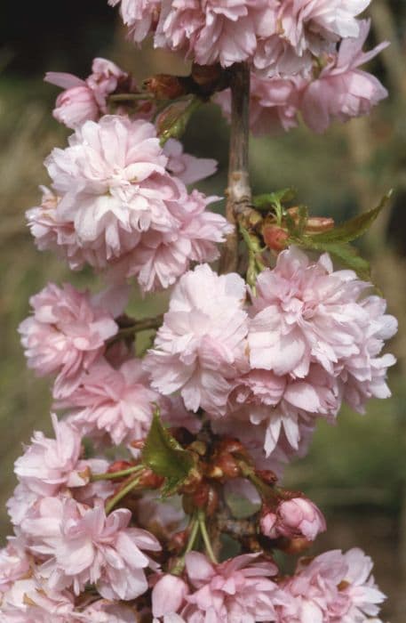 Cherry 'Kiku-shidare-zakura'