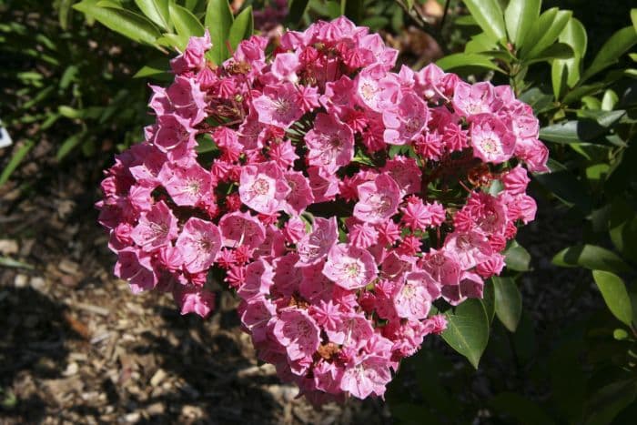 mountain laurel 'Pink Charm'