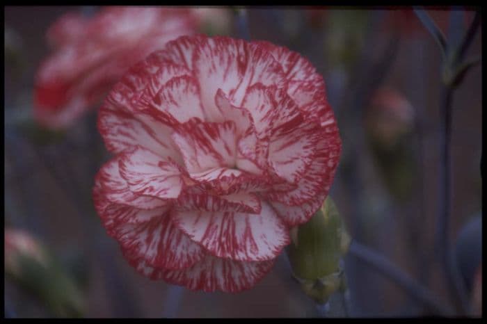 border carnation 'David Russell'