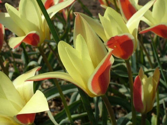 tulip 'Tinka'