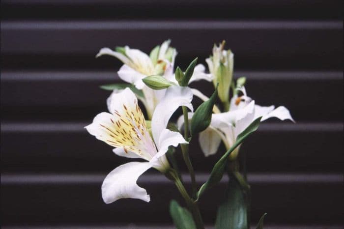 Peruvian lily 'Angelina'