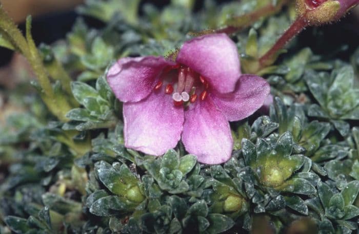 saxifrage 'Cranbourne'