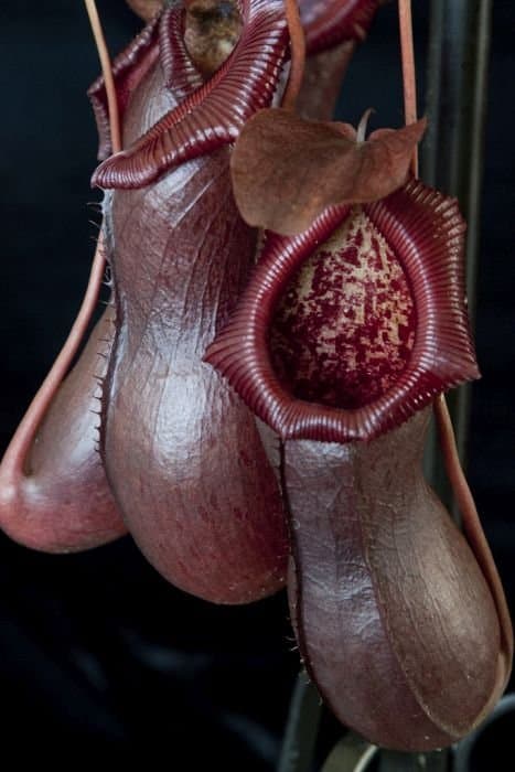 Pitcher plant