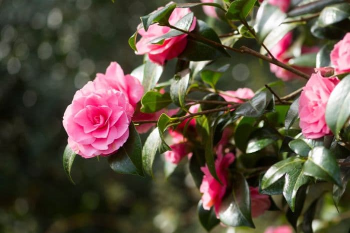 camellia 'Joe Nuccio'