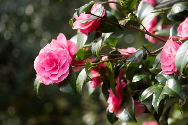 Camellia 'Joe Nuccio'