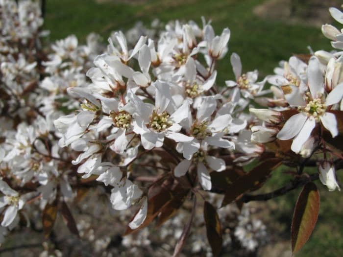tree amelanchier [Tradition]