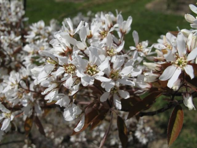 Tree amelanchier [Tradition]