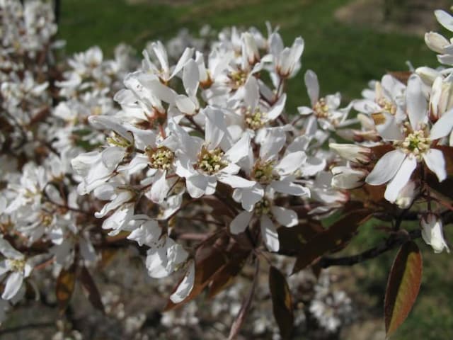 Tree amelanchier [Tradition]