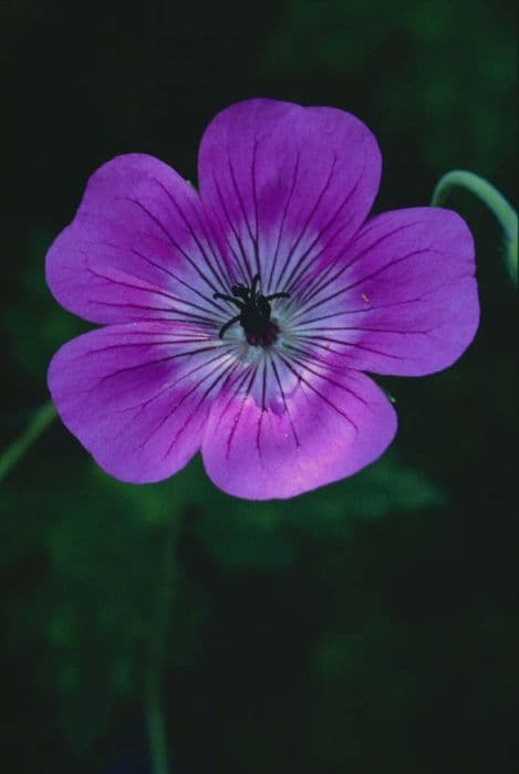 Cranesbill 'Wisley Jewel'