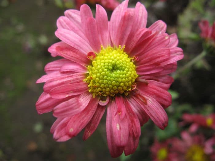 chrysanthemum 'Dulwich Pink'