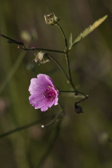 palm-leaf marsh mallow