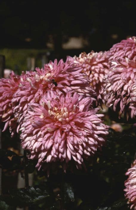 Chrysanthemum 'Rylands Gem'