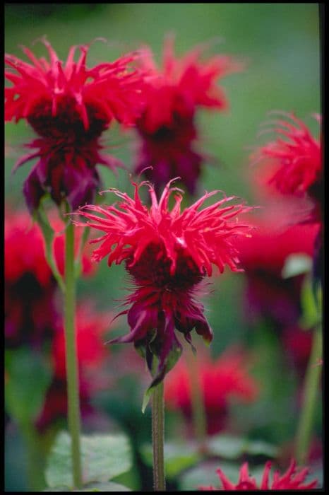 bergamot 'Cambridge Scarlet'