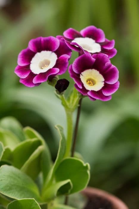 auricula 'Dill'