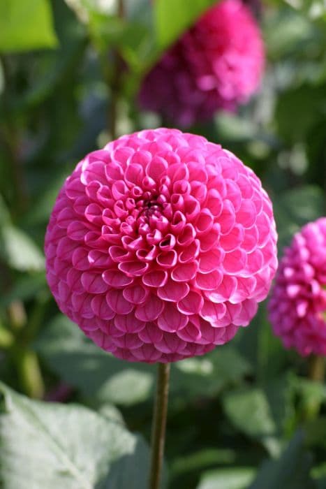 dahlia 'Mary's Jomanda'