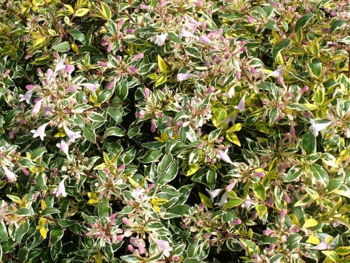 abelia 'Hopleys'