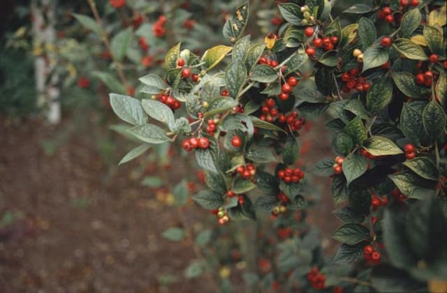Hollyberry cotoneaster