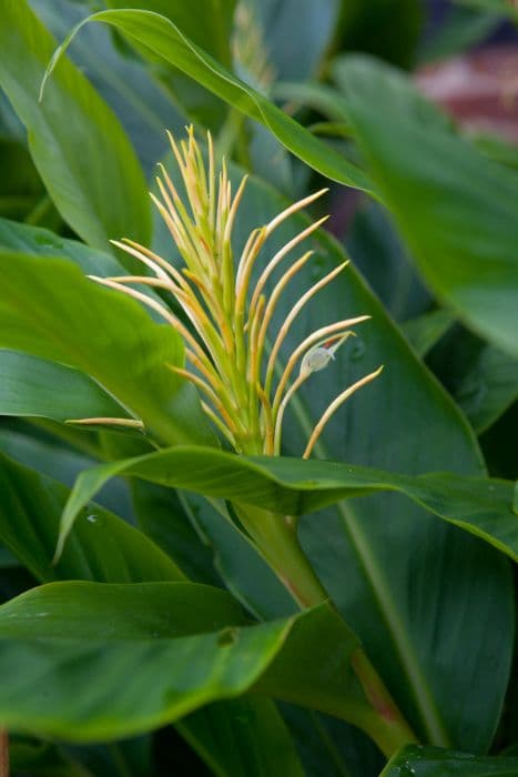 Yunnan ginger lily