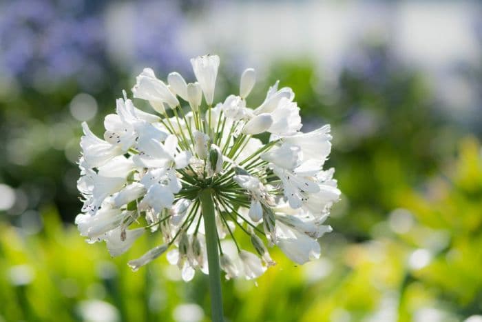 African lily 'Snow Crystal'