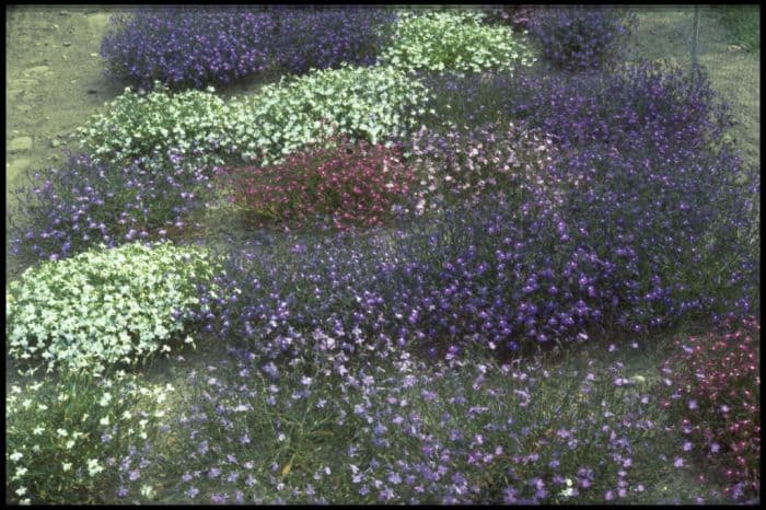 trailing lobelia Cascade Series