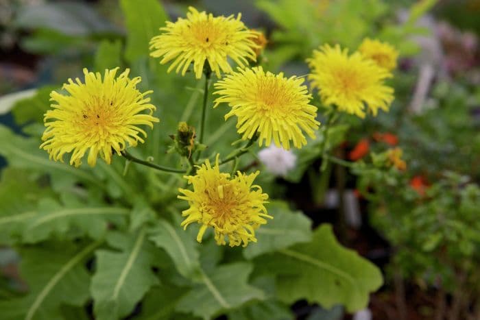 giant sow thistle