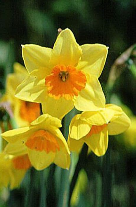 jonquil 'Suzy'