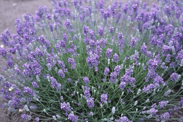 English lavender [Miss Muffet]