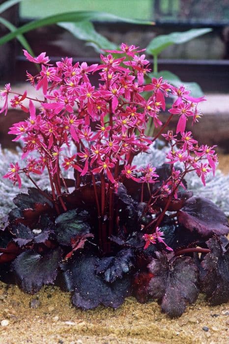 saxifrage 'Black Ruby'