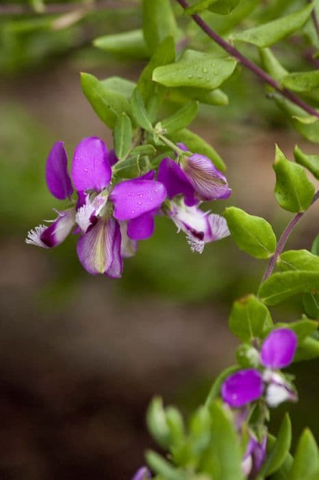 sweet pea shrub