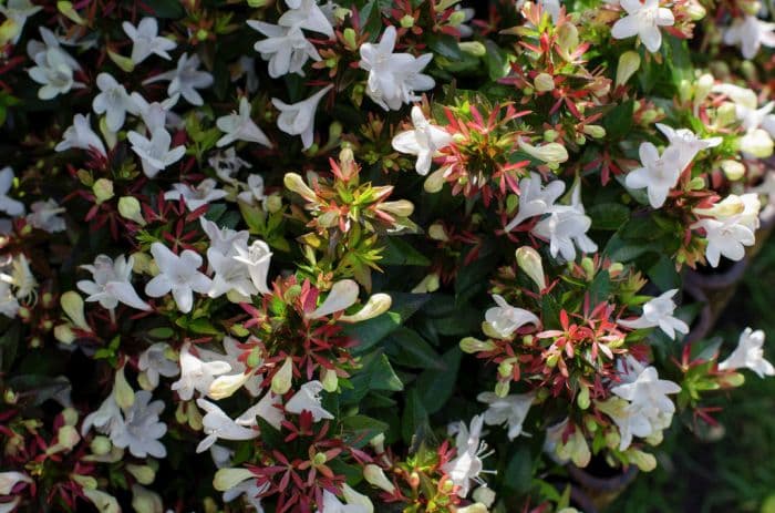 abelia 'Prostrate White'