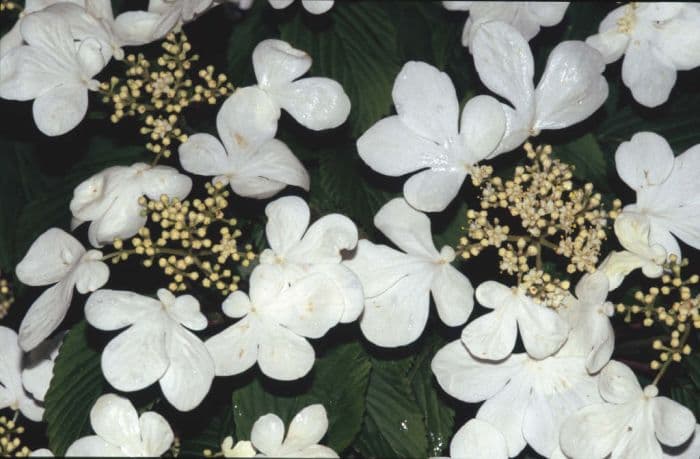 Japanese snowball 'Lanarth'