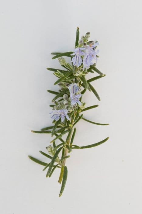 rosemary 'Foxtail'