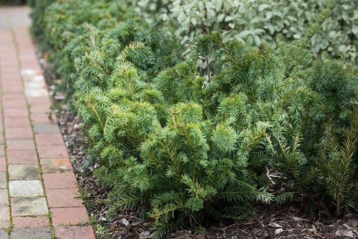 common yew 'Repandens'