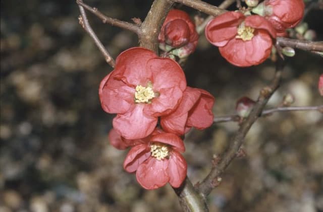 Japanese quince 'Knap Hill Scarlet'