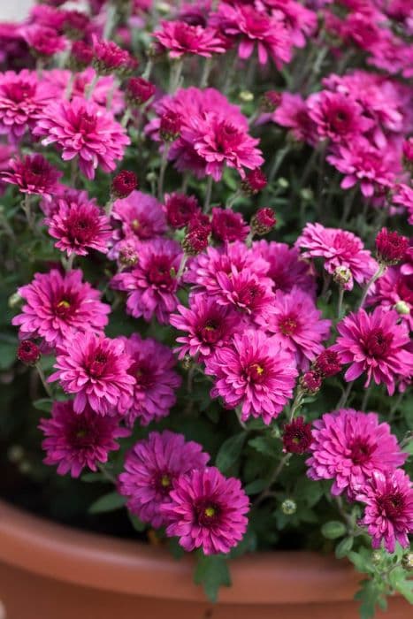 chrysanthemum 'Mezzo Magenta'