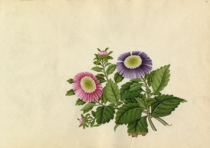 China aster