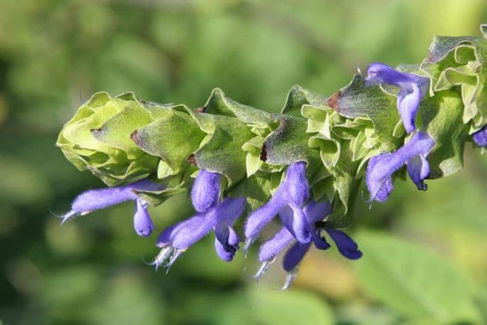 dark-flowered Bolivian sage