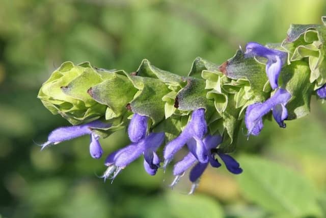 Dark-flowered Bolivian sage