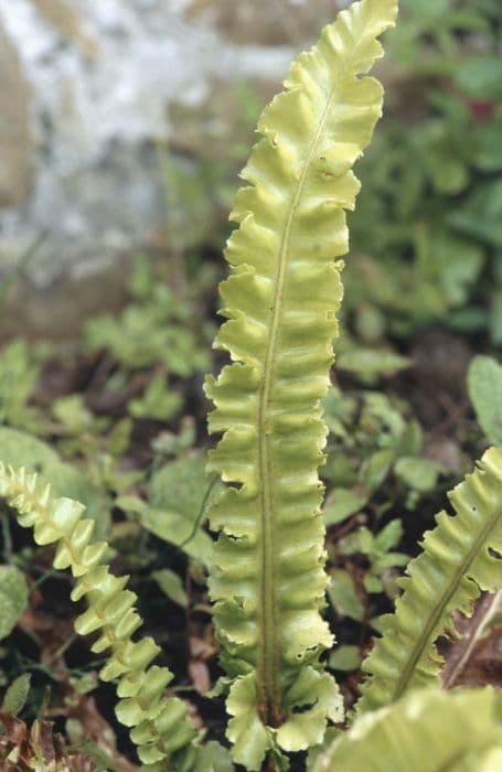 hart's tongue fern 'Crispum Bolton's Nobile'