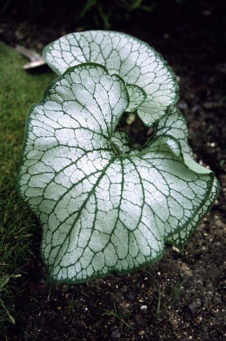 Siberian bugloss 'Jack Frost'