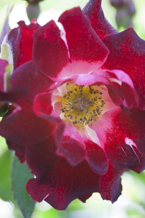 rose [Biddulph Grange]